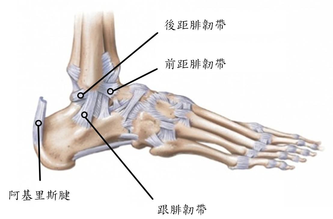 腳踝疼痛 一定是韌帶扭傷嗎 五德物理治療所