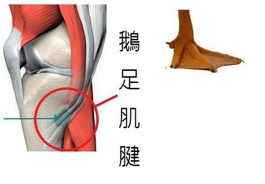 中年就膝蓋退化? 原來是「鵝足肌腱炎」