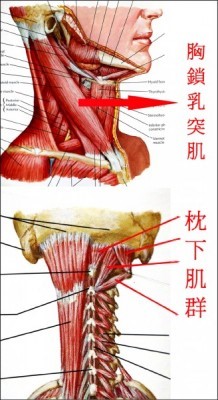 補教師頭痛轉不動 胸鎖乳突肌使用過度了