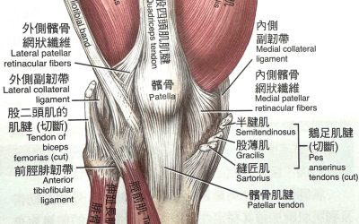 膝蓋有響聲、不太能蹲下以為是半月板受傷，結果是髕骨股骨症候群。