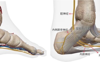 以為是坐骨神經痛，原來是跗 骨隧道症候群!